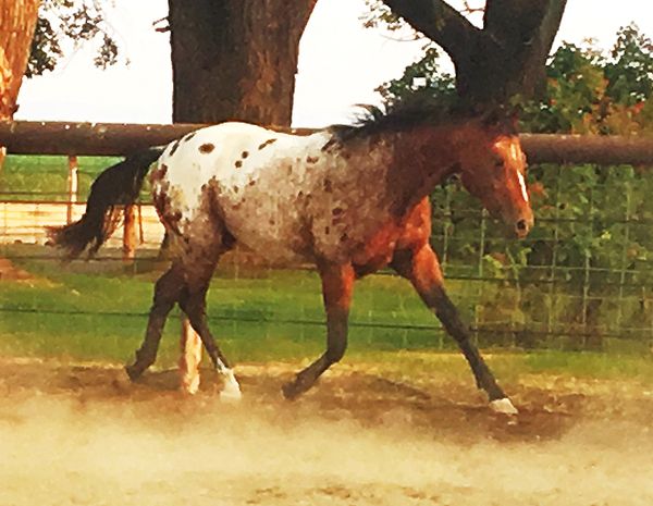 SM A Knight Advanced aka "Vance" 2015 Bay and White, up and coming Junior Stallion. Look to 2018 for his first foal crop.
