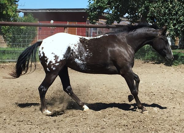 Sassy, mare