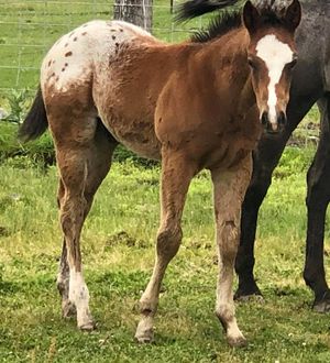 4-19-20 Bay and White Colt By Prime Time Dignity x SM Angels Kisses
SOLD