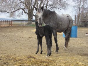SM SILKS REFLECTION by Bold Silk x Bold Kelsie