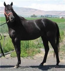 Velvet broodmare