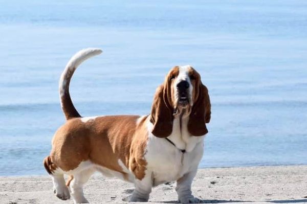 Champion Best of Breed Europe GREECE