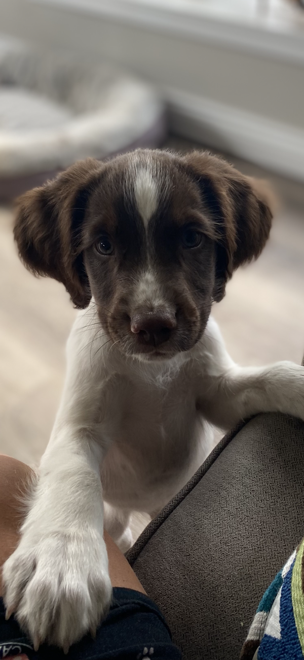 14 Weeks Old. Available
