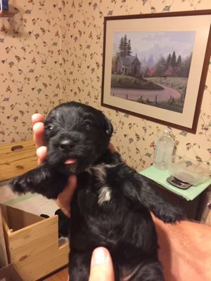 Andi - Female from "A" Litter at 24 days old