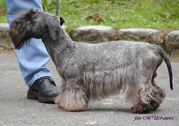 ZULU
This week we mourn the passing of an iconic and venerable Cesky Terrier, Zulu of Bumble Bee Castle. 9 International titles including: International Champion FCI, Mexican Champion, Mexican CH at the World Dog Show 2007, ARBA CH and Reserve Winner World Dog Show 2007. Sire of Danka Bohemia USA, our first Cesky. The beloved companion of Katherine Eckstrom, he crossed the Rainbow Bridge peacefully with her by his side just short of his fifteenth birthday.