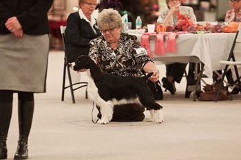 "Angie" Ch Briarton N Rendition Angelic (Ch Felicity Rendition Guardian Angel X Briarton N Rendition Satin Doll NA, RN) Breeder/Owner: Cathy VanKempen & Ruth Dehmel