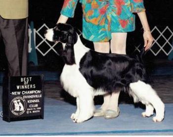 "Libby" A/C/UKC Ch. Briarton's Vision of Grandeur NA (Ch. Serenades Storm Warning X C Ch. Briarton's Blame Me On Cupid CD) Breeders - Owners: Cathy VanKempen & Mona Irvine 6/26/96 - 1/21/09 Libby's Page