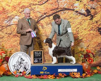 "Phoebe" Briarton Fashionista (Briarton Signature Piece X Ch Briarton Livin On Love) Breeder/owner: Cathy VanKempen - Co-Breeder Ruth Dehmel
