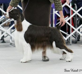 "Zack" Ch Georgian Briarton Ripple Effect VCD1 PCD BN RE NA NF NFP CGC (Ch Cerise Cerutti X Ch Belay Chasing Memories) Breeder: Karen Foster, Cathy VanKempen & Donna Hillman Owners: Randy & Lori Salliers, Cathy VanKempen, & Karen Foster