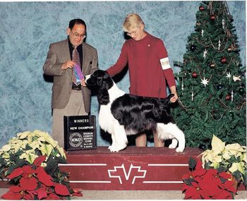 "Chase" A/C/U Ch. U-CD Briarton's Catch Me If You Can VCD1 RAE OAJ OAP AXP AJP (Ch Hillcrests Just Hale N Hardy X Ch. Briarton's Vision of Grandeur) Breeders - Owners: Mona Irvine & Cathy VanKempen August 24, 1999 - October 16, 2012 Chases Page
