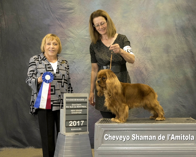 Shaman est maintenant Grand Champion
Canadien . Lors de son premier concours de l'année 2017 Shaman a réussi a obtenir son titre de Grand Champion . Nous sommes extrêmement fière de cette merveilleuse équipe