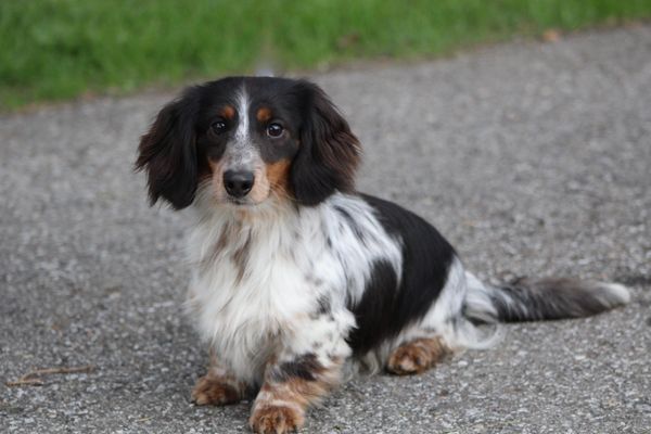 "Zeus" -Mom's Zeus MLP FDC, CGC, TKN, RATN, ( Titles Farm Dog Certified, Canine Good Citizen, Trick Dog Novice and Barn Hunt Novice). - Long hair black and tan Piebald. PRA - CLEAR