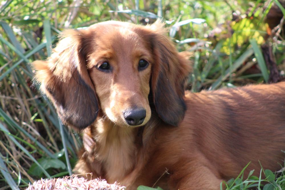 " Maggie" - long hair red girl.