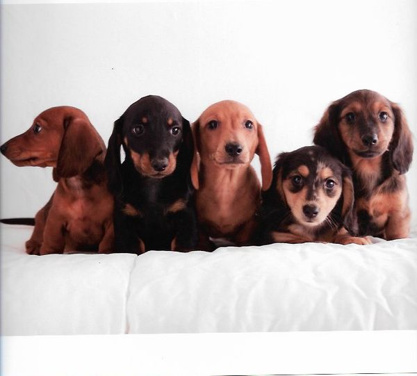 Five of our beautiful pups.