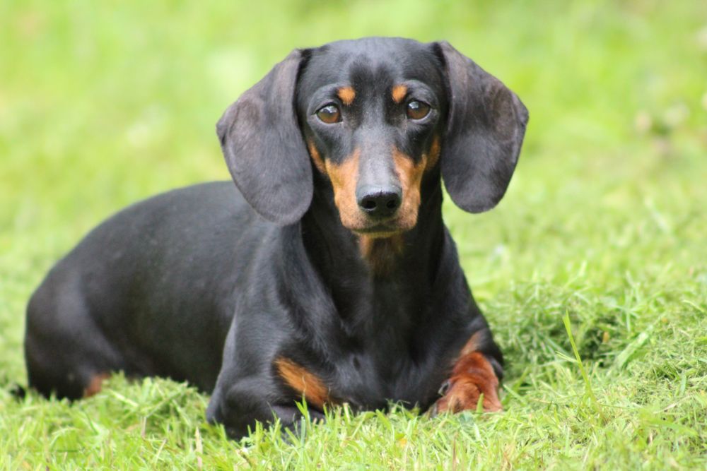 "Ajax" - short hair black and tan boy.