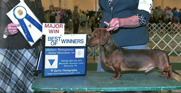 "Wyatt " - AKC Champion and Grand Champion Wyatt - CH Rhill's League of Legends MS. Smooth red PRA - CLEAR