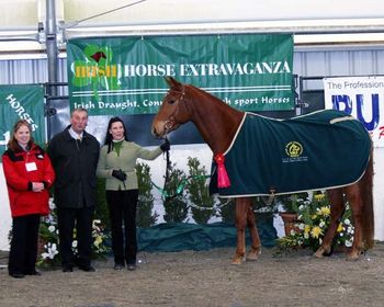 TBS Flynn (3yrs) at his first show. The 2007 Irish Extravaganza. Winning the Irish Sport Horse class for 3 yr. olds & up and also going Reserve Champion Irish Sport Horse. (just behind his dad)