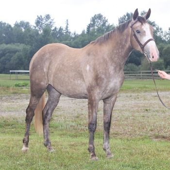 SOLD * Congratulations Wendy Clerihue. TBS Leiland, Foaled Aug. 10, 2007 Irish Sport Horse gelding by To Be Sure, out of TB mare by Final Pool. Correct, lovely mover with very big step. Has that fabulous Irish temperament. Started lightly last year under saddle, ready for work. Will finish 17 ++ hh. Last 3 videos taken Nov 20, 2011 at a Chelan Kozak Clinic. First time over fences. VIDEO LINKS:http://www.youtube.com/watch?v=XmJePELwDms http://www.youtube.com/watch?v=l3KdZANjoGw&feature=related http://www.youtube.com/watch?v=EDi_fPDY89w http://www.youtube.com/watch?v=98la1J5EWLI http://www.youtube.com/watch?v=XZfggNxZPus