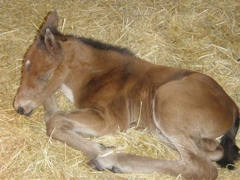 Maddie, Irish Sport Horse filly, foaled Feb 2007, x To Be Sure out of lovely TB mare owned by Lee-Ann Llewellyns of Langley BC.