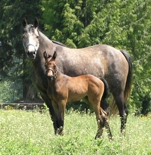 TBS Serena, foaled May 2004. x To Be Sure out of an Anglo Arab mare co-bred by Shelley & Cal Nyuli of Science Pure - PureForm Equine Nutraceuticals.