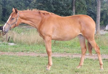 SOLD *Congratulations Heinz and Gerta Glaser of Langley, BC. To Be True (Trudy) 2008 ISH filly by To Be Sure, out of 4'6" jumper TB mare (Blue Hen / Hyperion - top producing line of jumpers). Great ground manners, very friendly, willing student. Well built and correct, finish approx 16.1hh.