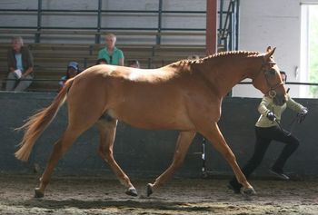 SOLD TBS Flynn 2004 ISH gelding by To Be Sure out of TB mare (Two Bowls of Rice / Winning Shot). Very large, handsome boy with big movement. Extremely sensible and just starting to show his athletic ability over fences. Flatting well and having a jump lesson once a week. Very well behaved on trails and goes thru water very willingly. He is a light, uncomplicated ride. Finish 17hh. IRISH EXTRAVAGANZA 2007 Winner - Irish Draught Sport Horse 3 yrs & up Reserve Champion Irish Draught Sport Horse (just behind his dad) IRISH EXTRAVAGANZA 2008 Winner - Irish Draught Sport Horse 3 yrs & up Grand Champion Irish Draught Sport Horse IRISH EXTRAVAGANZA 2009 2nd - Irish Draught Sport Horse 4 yrs & up (just behind his dad) Reserve Champion Irish Draught Sport Horse (just behind his dad) 2nd - Emerald Cup (just behind his dad) 2nd - Road Hack (first time shown under saddle) 2nd - Hunter Hack 2'9" High Piont Irish Sport Horse for show VIDEO LINK: http://www.youtube.com/watch?v=8aFxDT8pnE4