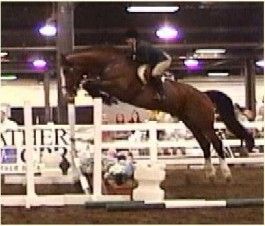 Mountain Pearl (Irish Draught Stallion) at Equitana in Kentucky doing a jump demonstration. (To Be Sure' Sire)