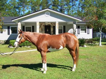 U R Miss T Riffic has started her show career on a winning note. She will be showing regularly in the 2008 season.