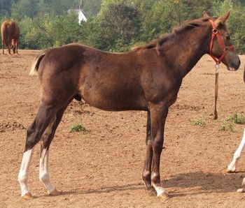 Bob our resident camellion. He just can't decide on a life long color. At our recent measuring session Bob stood a solid 52" (13 hands) at 5 1/2 months old.