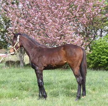 REGAL ECHO (AQHA appdx) at 15 months. Dam is ROUGE CHAMOIS(tb) by GLORIOUS PAST. Sire is SECRETLY REGAL.