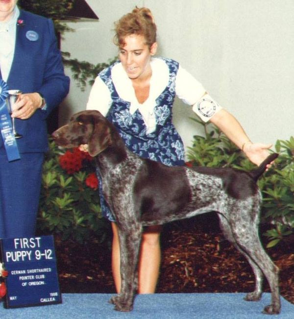 Ch Marilee's Samba Von Jango was our third dog we got from Mariliyn Stockland. She was a beauty.