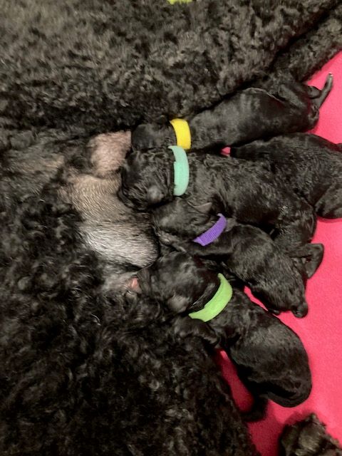 Introducing our Labor Day standard poodle litter born 9/7/2020. Three girls and three boys.