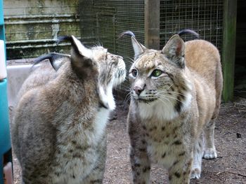 Our plein air group, Eye on the Sky, that I lead every summer took a trip to a lynx farm to paint. These 2 Siberian lynx used to be part of a fur farm, but were rescued by a lady with a big heart for cats and other creatures.