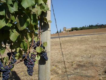 Our weekly plein air trip to a painting location took us to Domaine Serene winery, only the serenity was GONE. All of the yellow jackets in the countryside were drunk with wine from the grapes fermenting on the ground. We fought them off for a long time until one of them finally stung the teacher, ME!