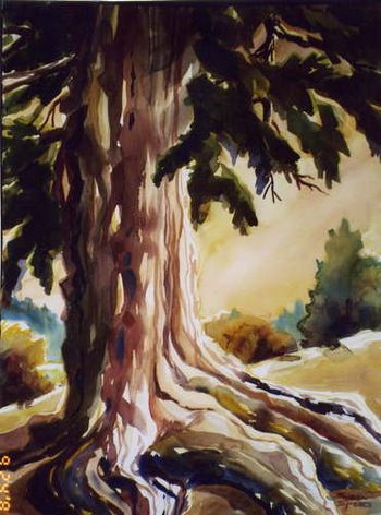 "Beaver Creek Fir" This huge Douglas Fir was painted on location at a friend's house and later sold to an art rep for an office space. Size 22"x30" Sold. No prints.