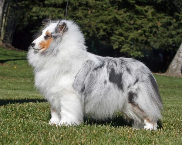 MBISS CH HILLSTONE I LOVE TROUBLE
"JULIA"