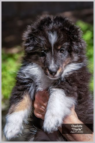 Typical "Wyatt" puppy