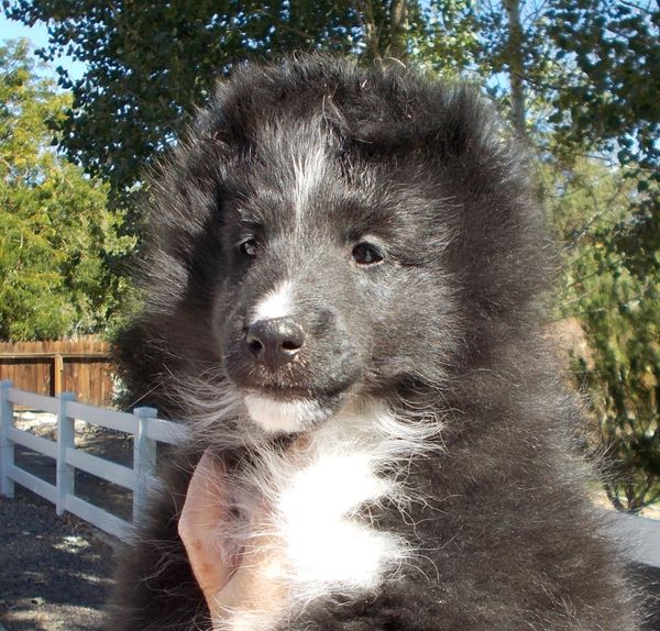 Hillstone Enclave Easy Rider (as a pup)
"Wyatt"