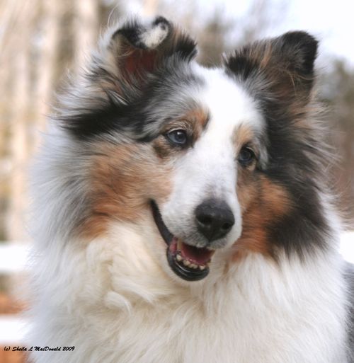 BIS/BISS Am/Can CH Hillstone's Runaway Bride ("Marti") 1/04/2000 - 3/16/2014