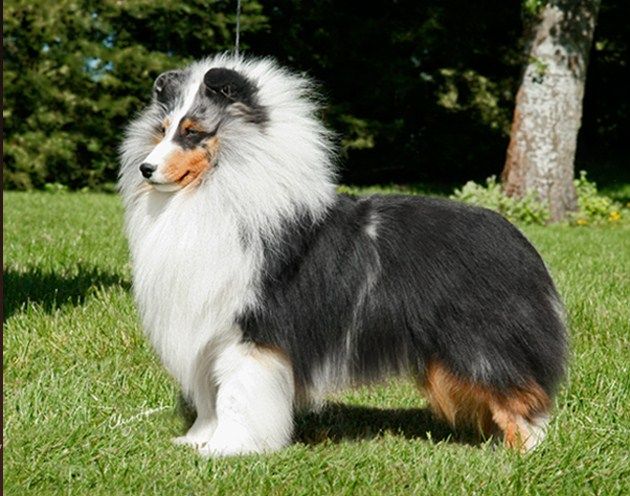 GrCH HILLSTONE DEEP WINTER ( "Kellan" ) 7/05/2008 - 9/06/2018