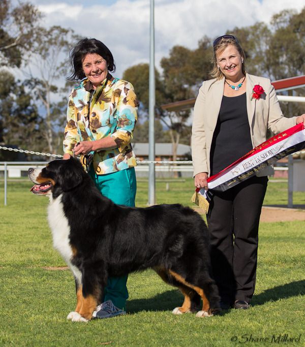 CH Saterhundens London Paddington ( Imp Sweden) BISS with Judge Maija