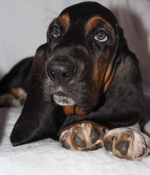 Gus