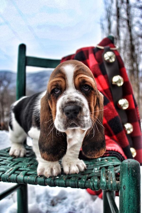 One of Dulles puppies ❤️