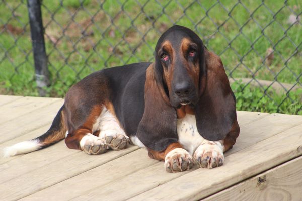 Gus