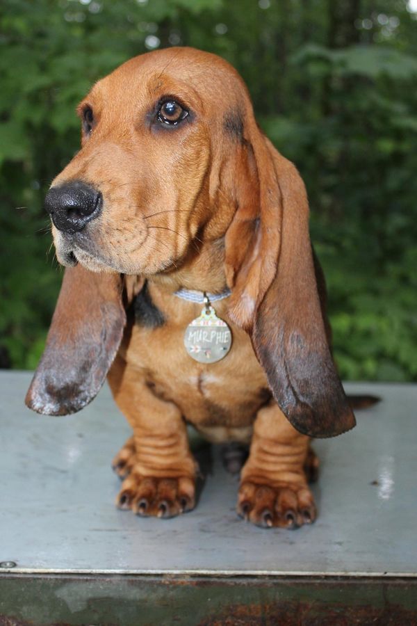 Murphie ❤️