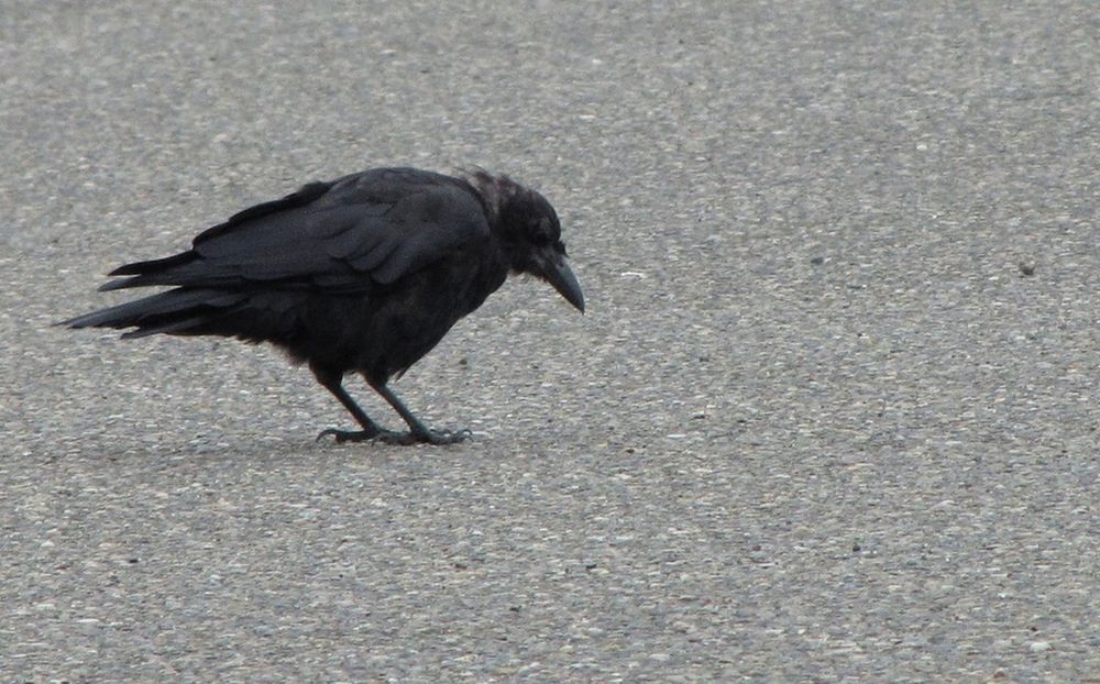 Plain old crow on plain old road
