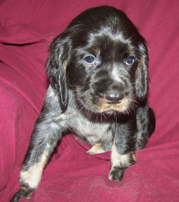 ~ Sold ~ Denny & Wayne ~
~ Blue Roan Girl with Tan Markings ~
~ Burgandy Collar ~