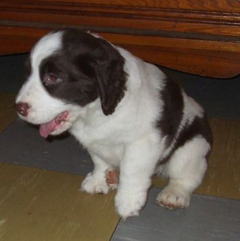 All clean and fluffy! Such a sweet pup! Verty cheerful nature, laid back and friendly to the max. This is why love home raising these pups...they hold onto it all their lives....