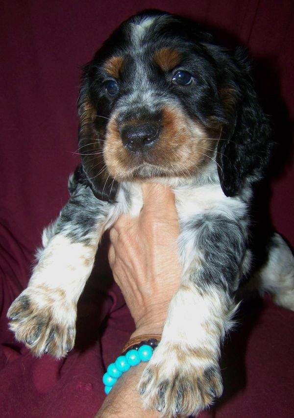 ~ Sold ~ Ella ~
~ Blue Roan Boy Tan Markings ~
~ Green Collar ~