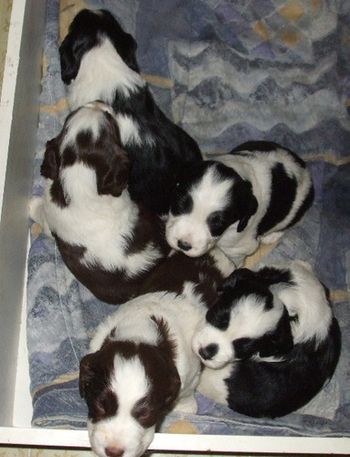 You can see Jaspers little face at the bottom of the picture. So far he keeps moving whenever I try to take a face shot! LOL!